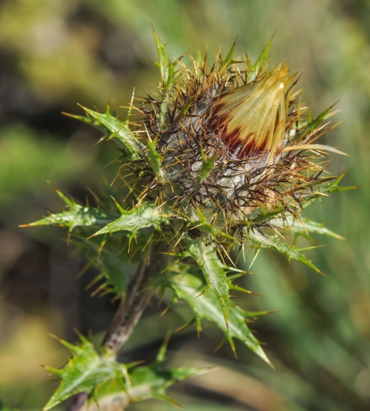 Pflanzenbild gross Gewöhnliche Golddistel - Carlina vulgaris