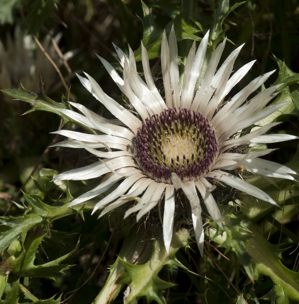 Pflanzenbild gross Silberdistel - Carlina acaulis