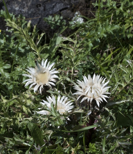 Pflanzenbild gross Silberdistel - Carlina acaulis