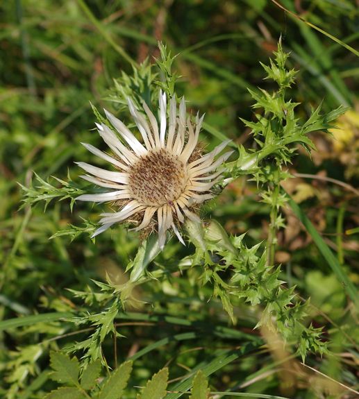 Pflanzenbild gross Silberdistel - Carlina acaulis