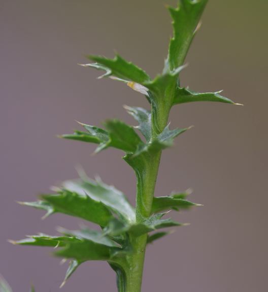 Pflanzenbild gross Silberdistel - Carlina acaulis