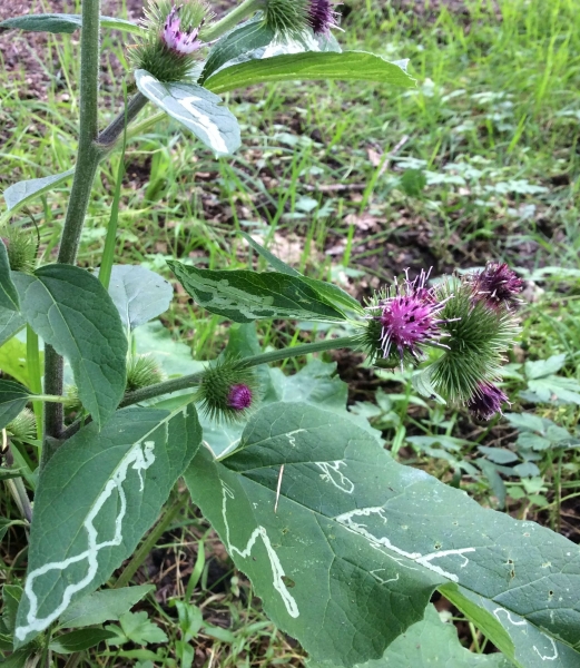 Pflanzenbild gross Gewöhnliche Kleine Klette - Arctium minus subsp. minus