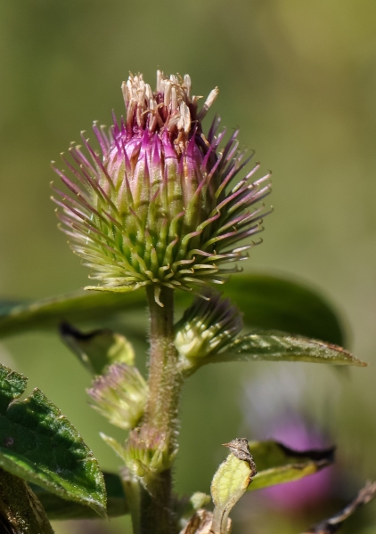 Pflanzenbild gross Gewöhnliche Kleine Klette - Arctium minus subsp. minus