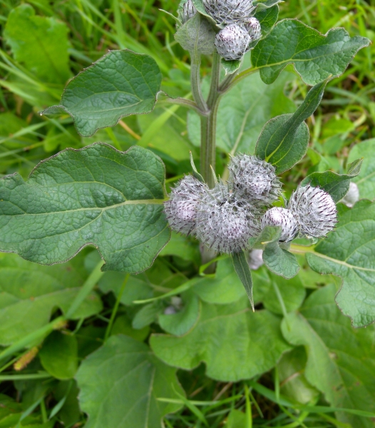 Pflanzenbild gross Filzige Klette - Arctium tomentosum