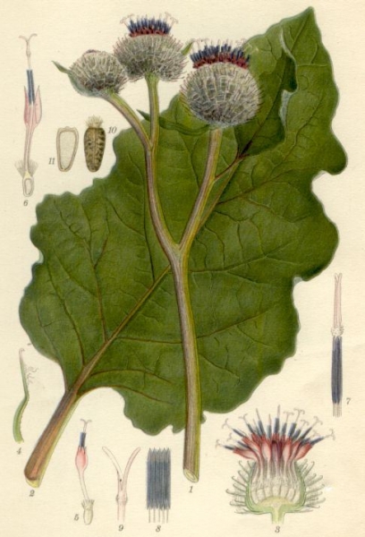Pflanzenbild gross Filzige Klette - Arctium tomentosum