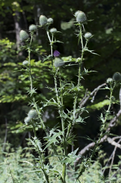 Pflanzenbild gross Gemeine Kratzdistel - Cirsium vulgare