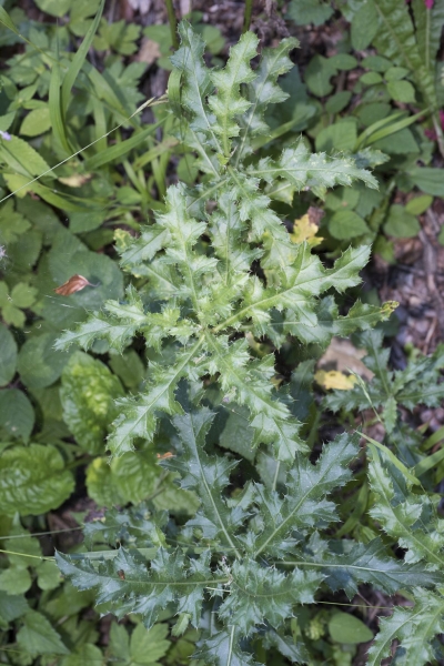 Pflanzenbild gross Acker-Kratzdistel - Cirsium arvense