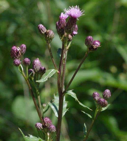Pflanzenbild gross Acker-Kratzdistel - Cirsium arvense