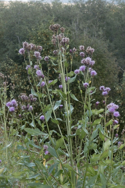 Pflanzenbild gross Acker-Kratzdistel - Cirsium arvense