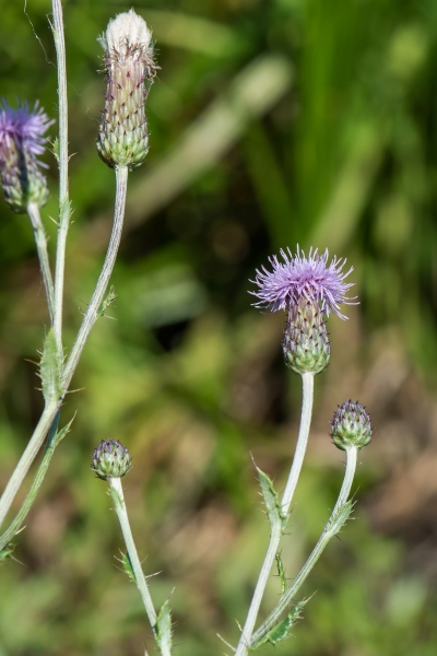 Pflanzenbild gross Acker-Kratzdistel - Cirsium arvense