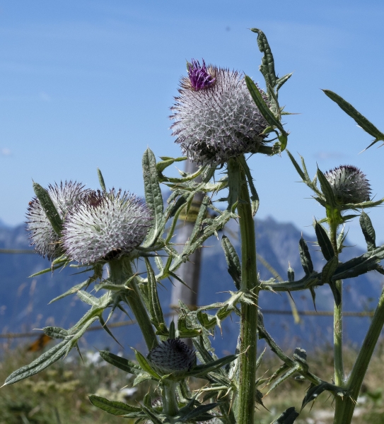 Pflanzenbild gross Wollköpfige Kratzdistel - Cirsium eriophorum subsp. eriophorum