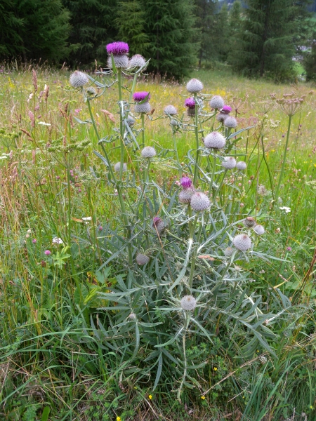 Pflanzenbild gross Wollköpfige Kratzdistel - Cirsium eriophorum subsp. eriophorum