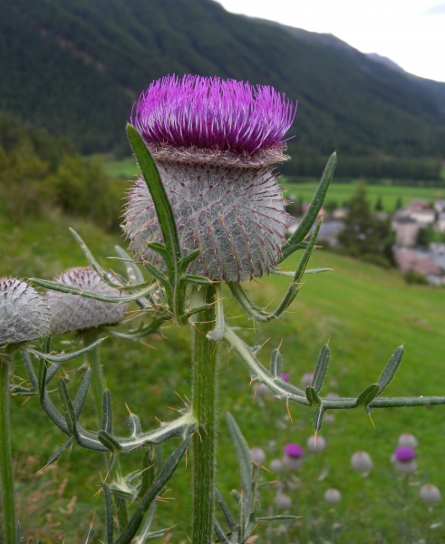 Pflanzenbild gross Wollköpfige Kratzdistel - Cirsium eriophorum subsp. eriophorum