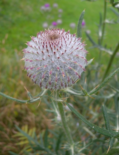 Pflanzenbild gross Wollköpfige Kratzdistel - Cirsium eriophorum subsp. eriophorum