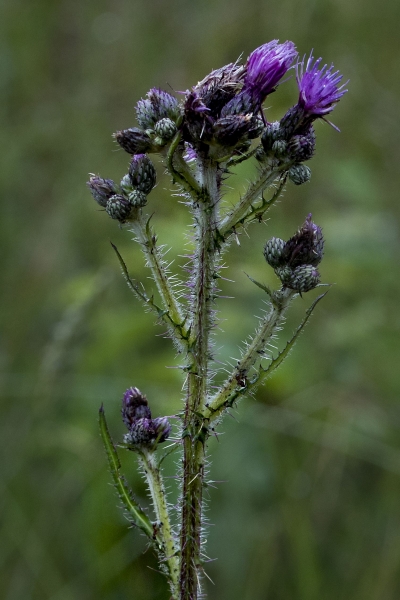 Pflanzenbild gross Sumpf-Kratzdistel - Cirsium palustre