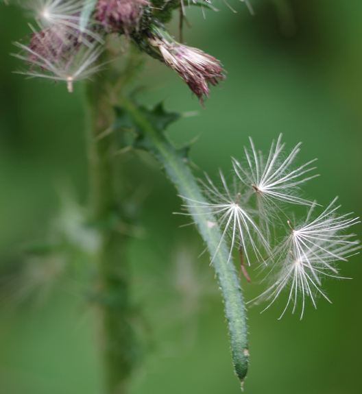 Pflanzenbild gross Sumpf-Kratzdistel - Cirsium palustre