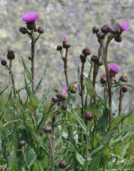 Pflanzenbild gross Verschiedenblättrige Kratzdistel - Cirsium helenioides