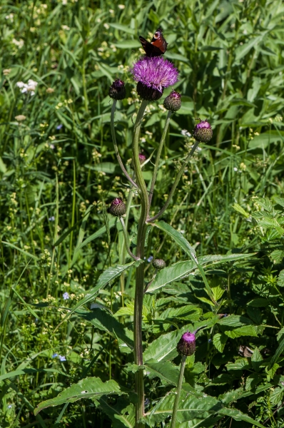 Pflanzenbild gross Verschiedenblättrige Kratzdistel - Cirsium helenioides
