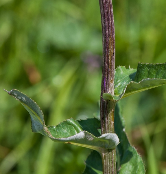 Pflanzenbild gross Verschiedenblättrige Kratzdistel - Cirsium helenioides