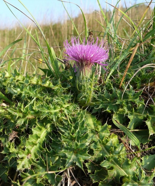 Pflanzenbild gross Stängellose Kratzdistel - Cirsium acaule