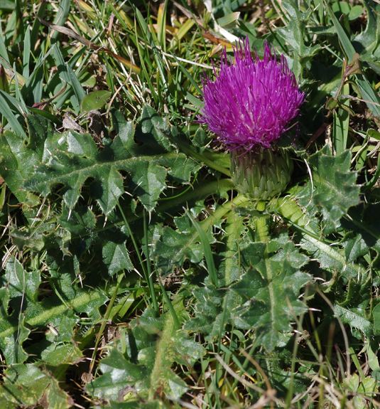 Pflanzenbild gross Stängellose Kratzdistel - Cirsium acaule