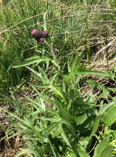 Pflanzenbild gross Bach-Kratzdistel - Cirsium rivulare