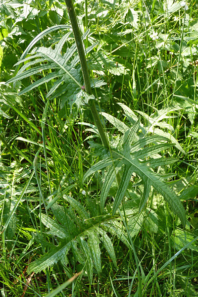 Pflanzenbild gross Bach-Kratzdistel - Cirsium rivulare