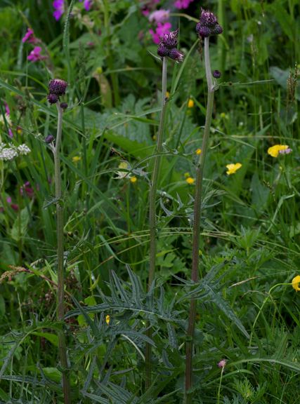 Pflanzenbild gross Bach-Kratzdistel - Cirsium rivulare