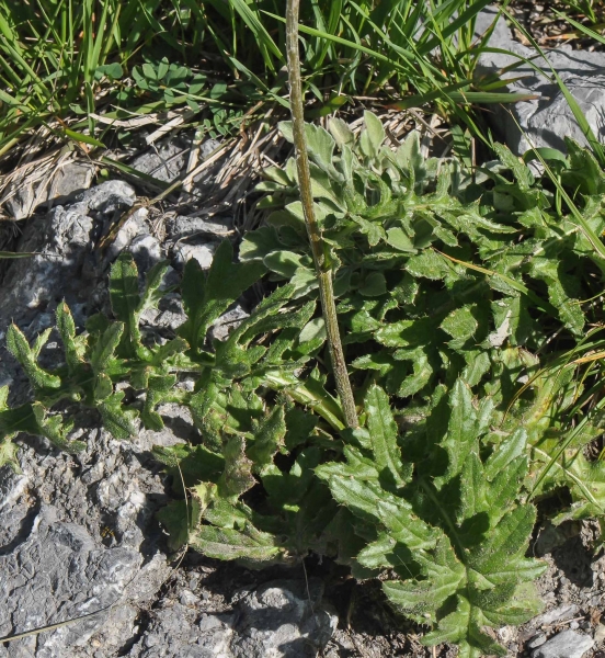 Pflanzenbild gross Knollige Kratzdistel - Cirsium tuberosum