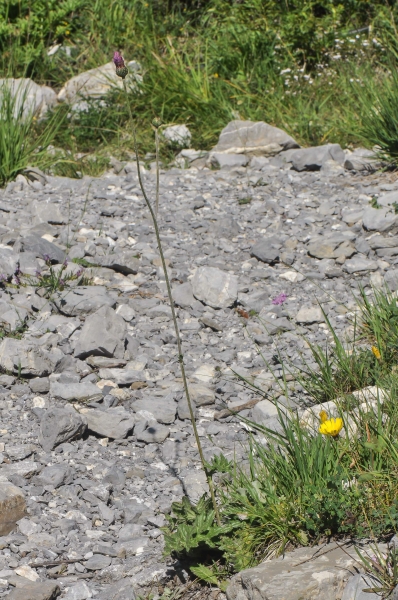 Pflanzenbild gross Knollige Kratzdistel - Cirsium tuberosum