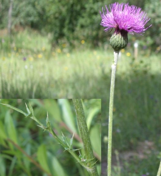 Pflanzenbild gross Knollige Kratzdistel - Cirsium tuberosum