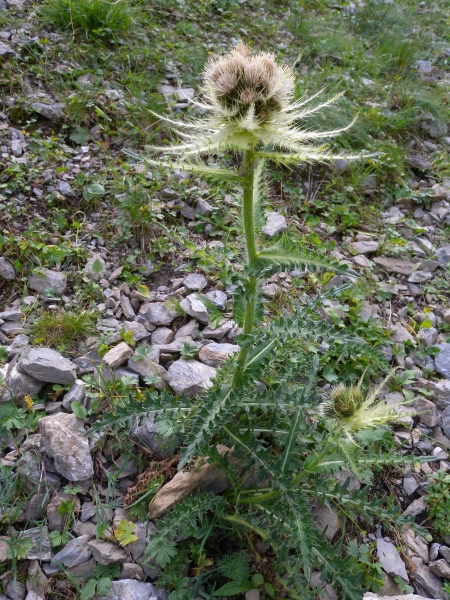 Pflanzenbild gross Alpen-Kratzdistel - Cirsium spinosissimum