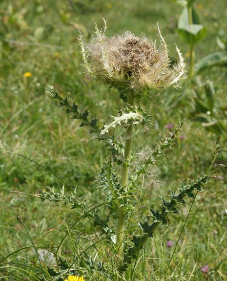 Pflanzenbild gross Alpen-Kratzdistel - Cirsium spinosissimum