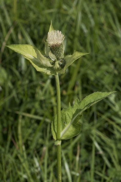 Pflanzenbild gross Kohldistel - Cirsium oleraceum