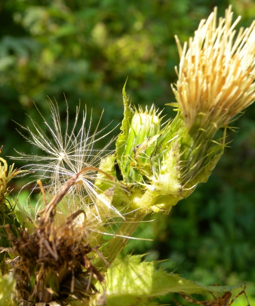 Pflanzenbild gross Kohldistel - Cirsium oleraceum