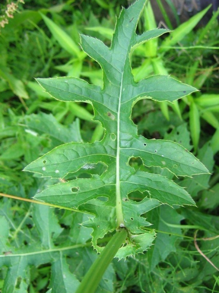 Pflanzenbild gross Kohldistel - Cirsium oleraceum