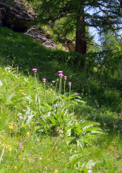 Pflanzenbild gross Alpen-Bergscharte - Stemmacantha rhapontica