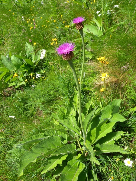 Pflanzenbild gross Alpen-Bergscharte - Stemmacantha rhapontica