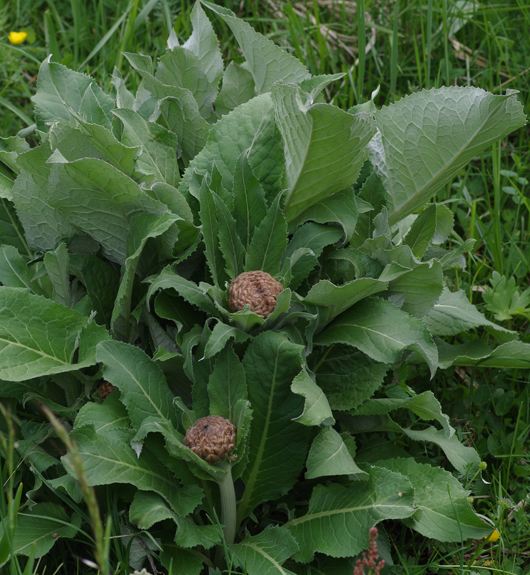 Pflanzenbild gross Alpen-Bergscharte - Stemmacantha rhapontica