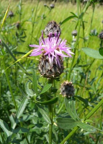 Pflanzenbild gross Skabiosen-Flockenblume - Centaurea scabiosa