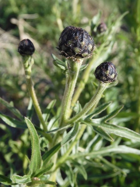 Pflanzenbild gross Skabiosen-Flockenblume - Centaurea scabiosa