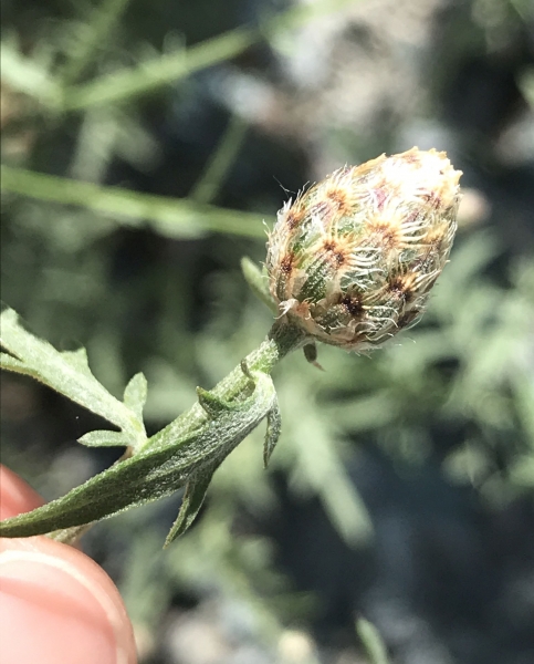 Pflanzenbild gross Walliser Flockenblume - Centaurea valesiaca