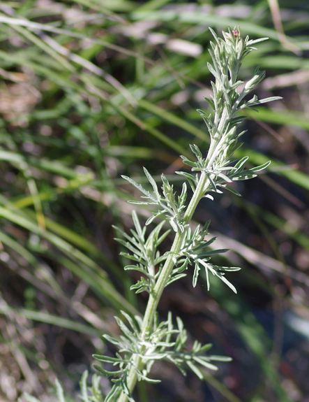 Pflanzenbild gross Walliser Flockenblume - Centaurea valesiaca