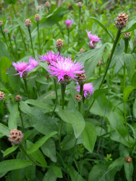 Pflanzenbild gross Wiesen-Flockenblume - Centaurea jacea