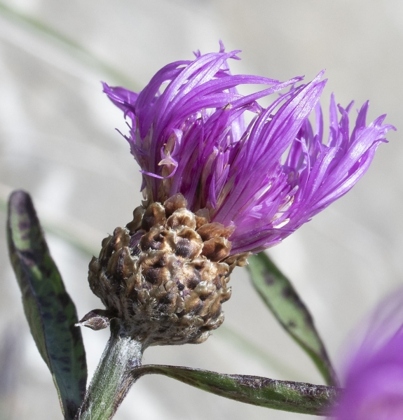 Pflanzenbild gross Wiesen-Flockenblume - Centaurea jacea