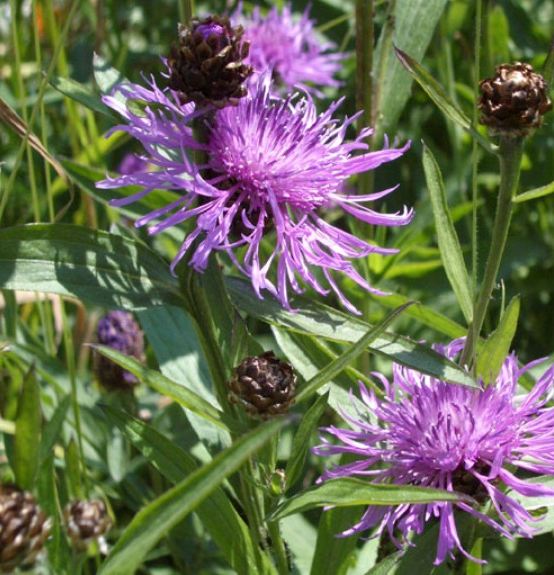 Pflanzenbild gross Wiesen-Flockenblume - Centaurea jacea