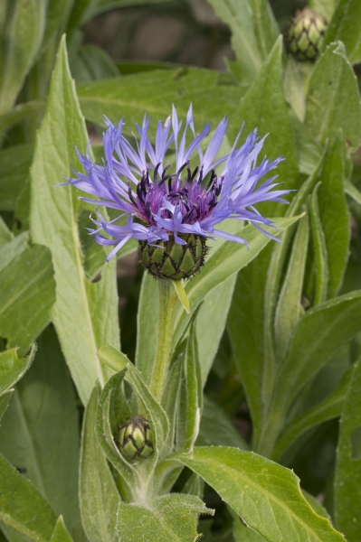 Pflanzenbild gross Berg-Flockenblume - Centaurea montana