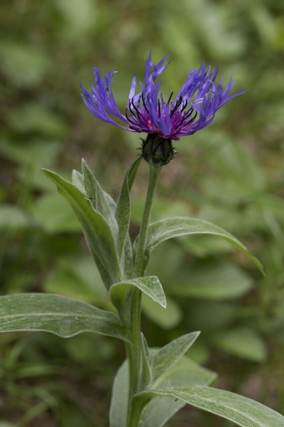 Pflanzenbild gross Berg-Flockenblume - Centaurea montana