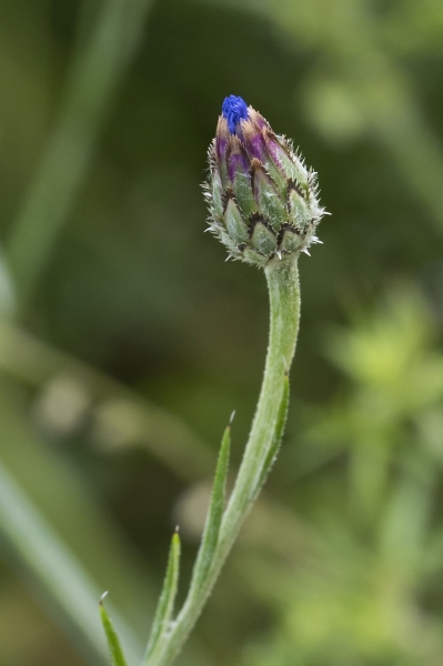 Pflanzenbild gross Kornblume - Centaurea cyanus