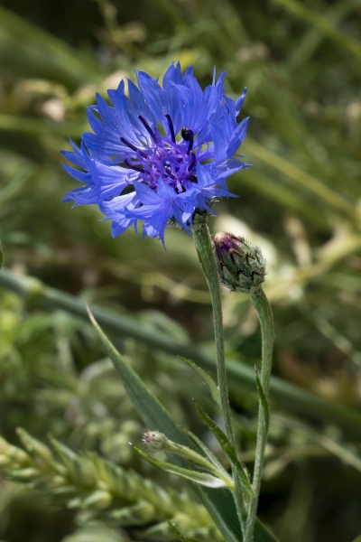 Pflanzenbild gross Kornblume - Centaurea cyanus